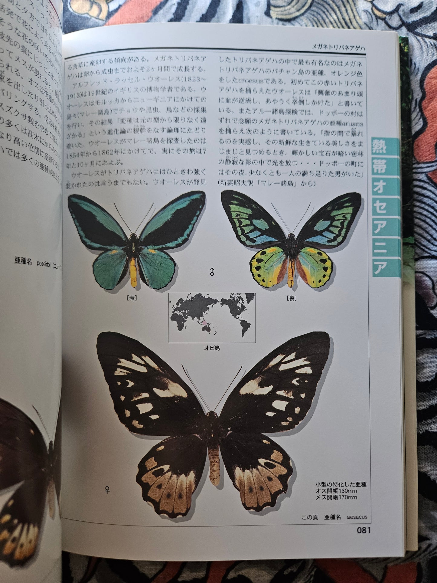 World Rare Butterflies Illustrated Guide: Tropical Rainforest Edition (2001)