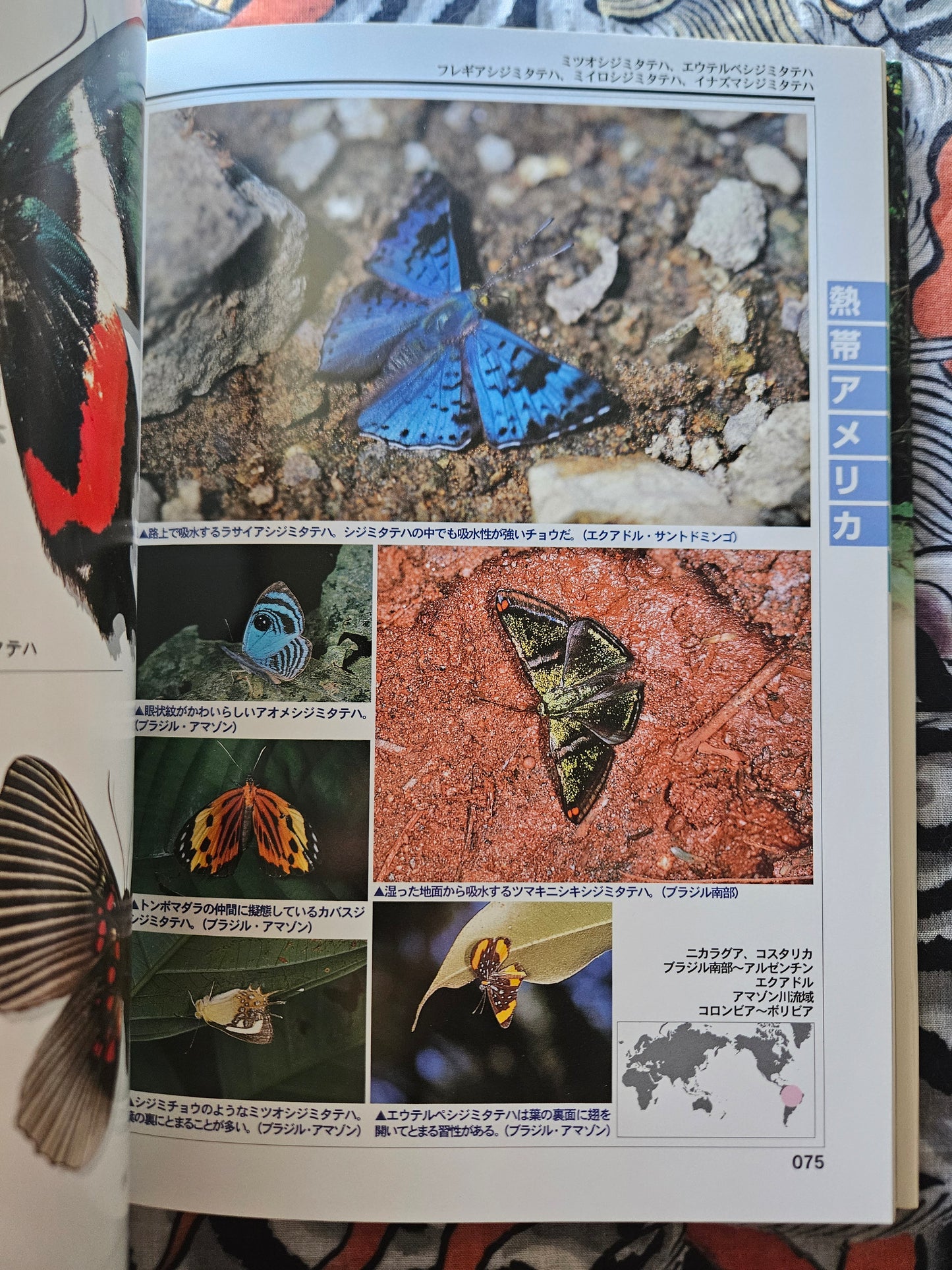 World Rare Butterflies Illustrated Guide: Tropical Rainforest Edition (2001)