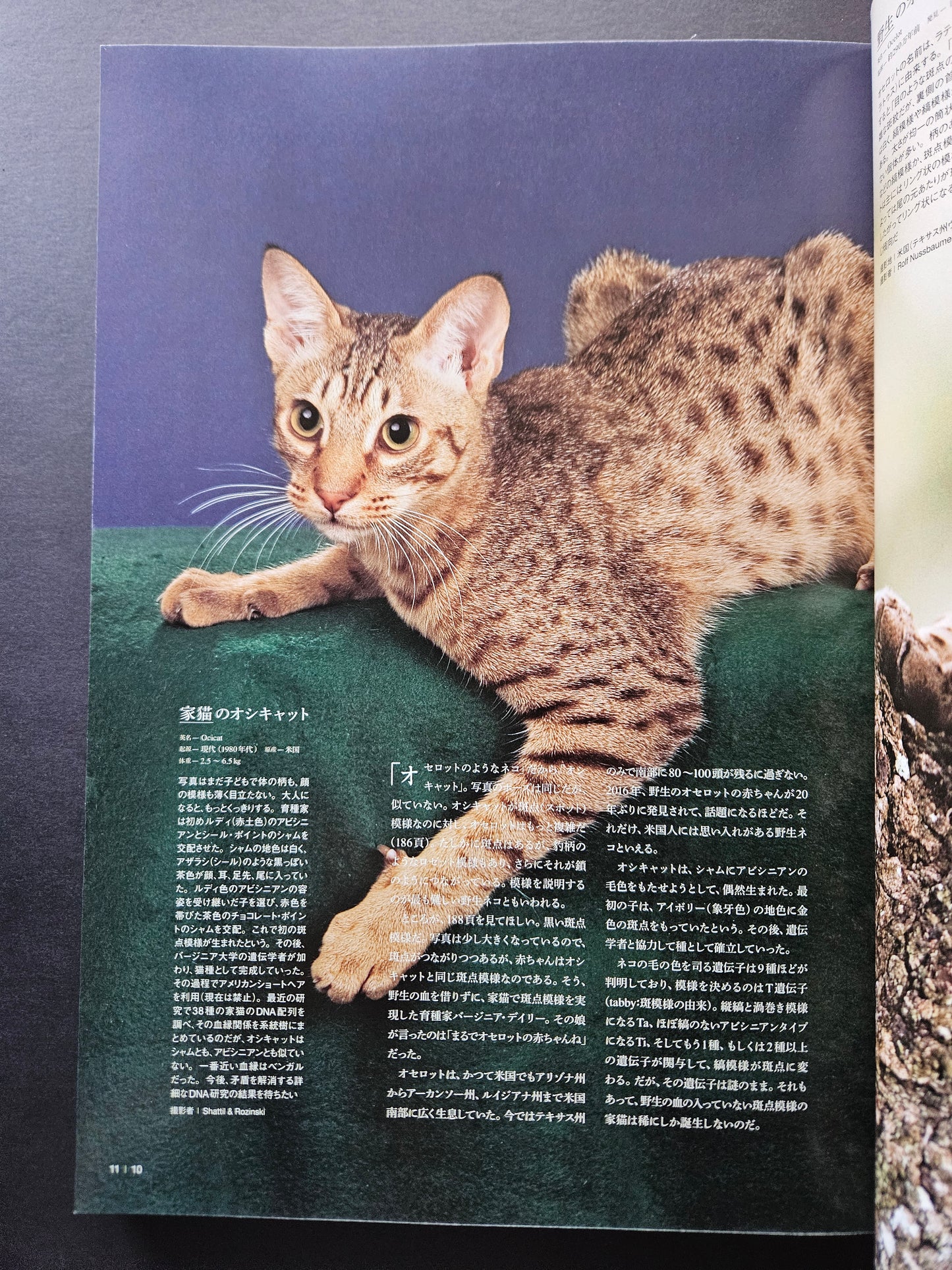 Seiichi Sawai & Yuo Kondo - House Cats and Wild Cats of the World (2019)
