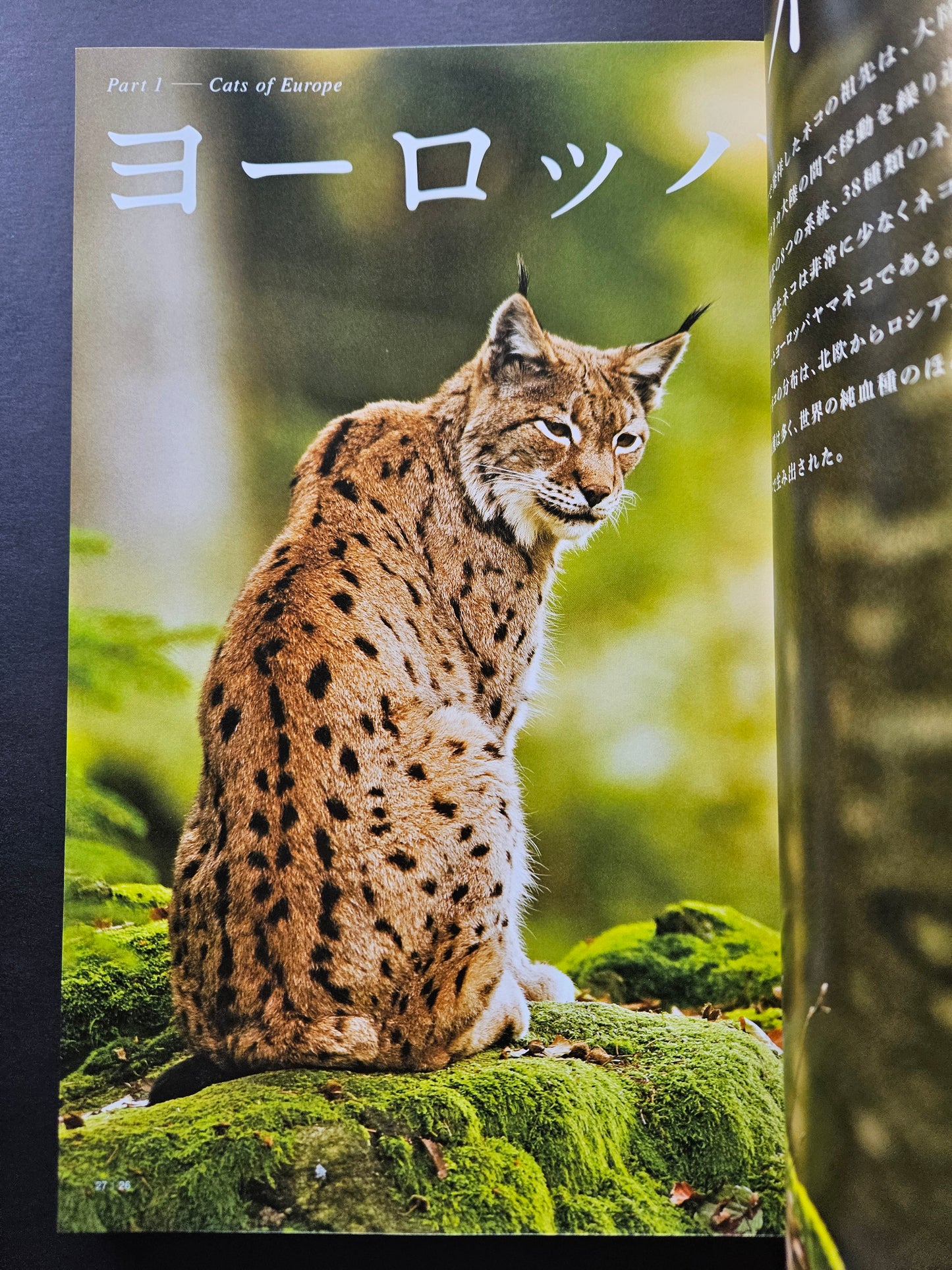 Seiichi Sawai & Yuo Kondo - House Cats and Wild Cats of the World (2019)