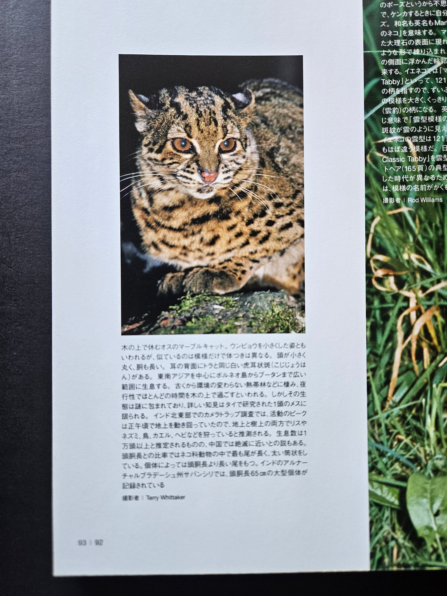 Seiichi Sawai & Yuo Kondo - House Cats and Wild Cats of the World (2019)