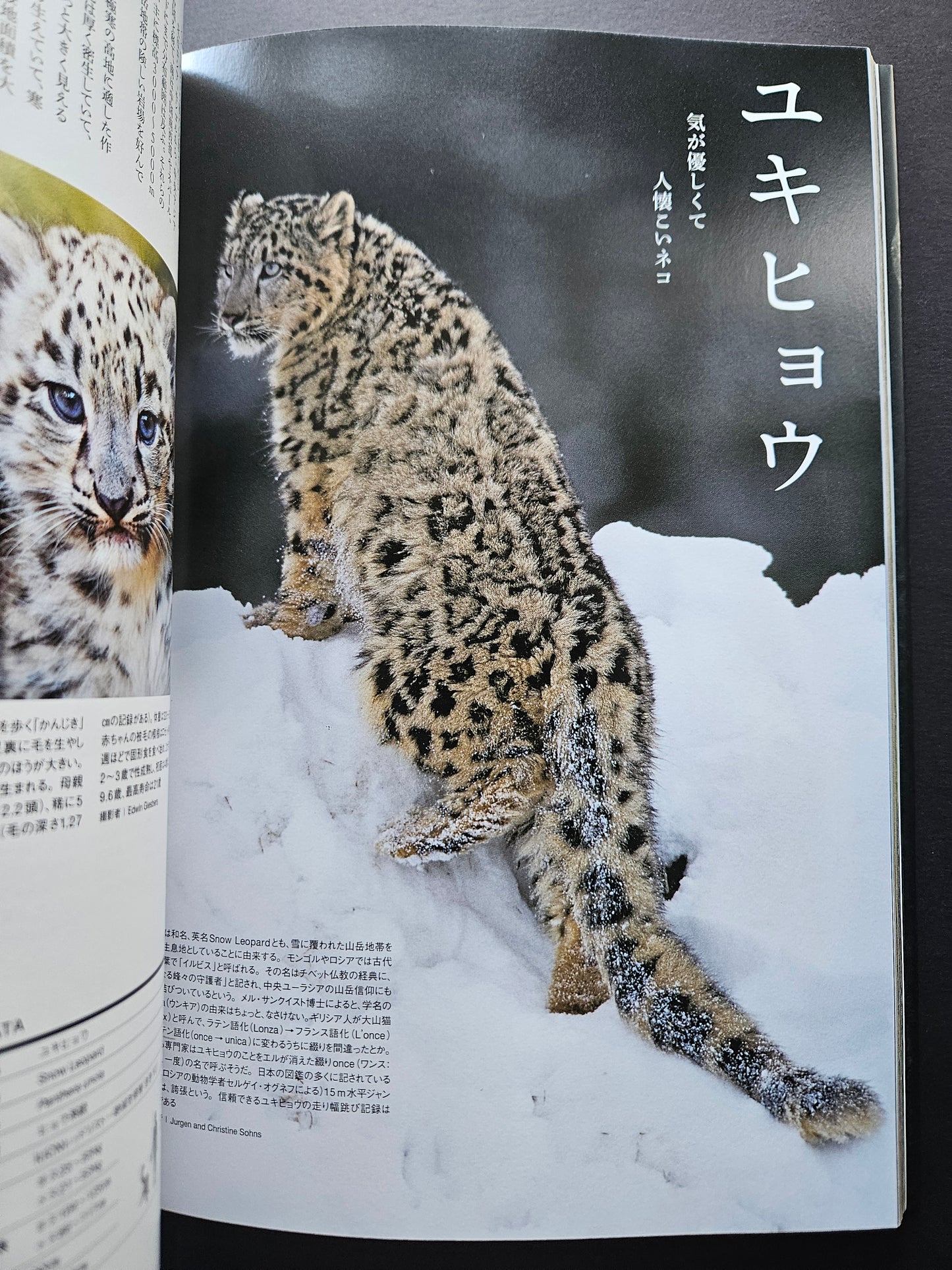 Seiichi Sawai & Yuo Kondo - House Cats and Wild Cats of the World (2019)