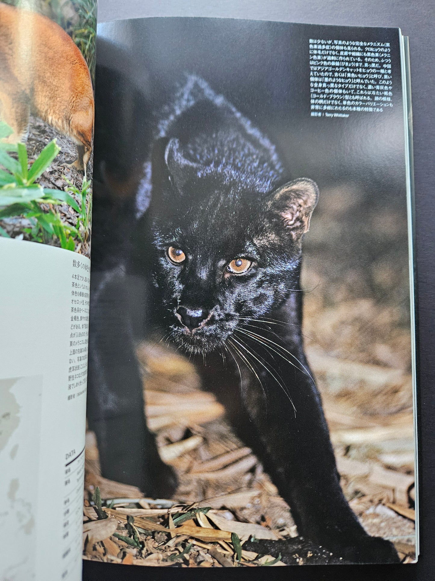 Seiichi Sawai & Yuo Kondo - House Cats and Wild Cats of the World (2019)