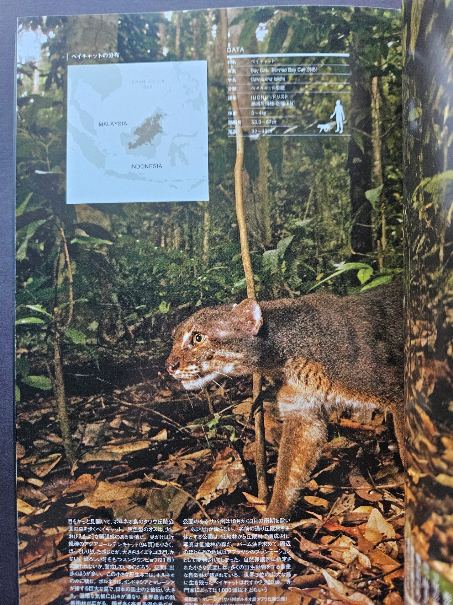 Seiichi Sawai & Yuo Kondo - House Cats and Wild Cats of the World (2019)