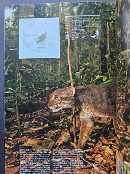 Seiichi Sawai & Yuo Kondo - House Cats and Wild Cats of the World (2019)