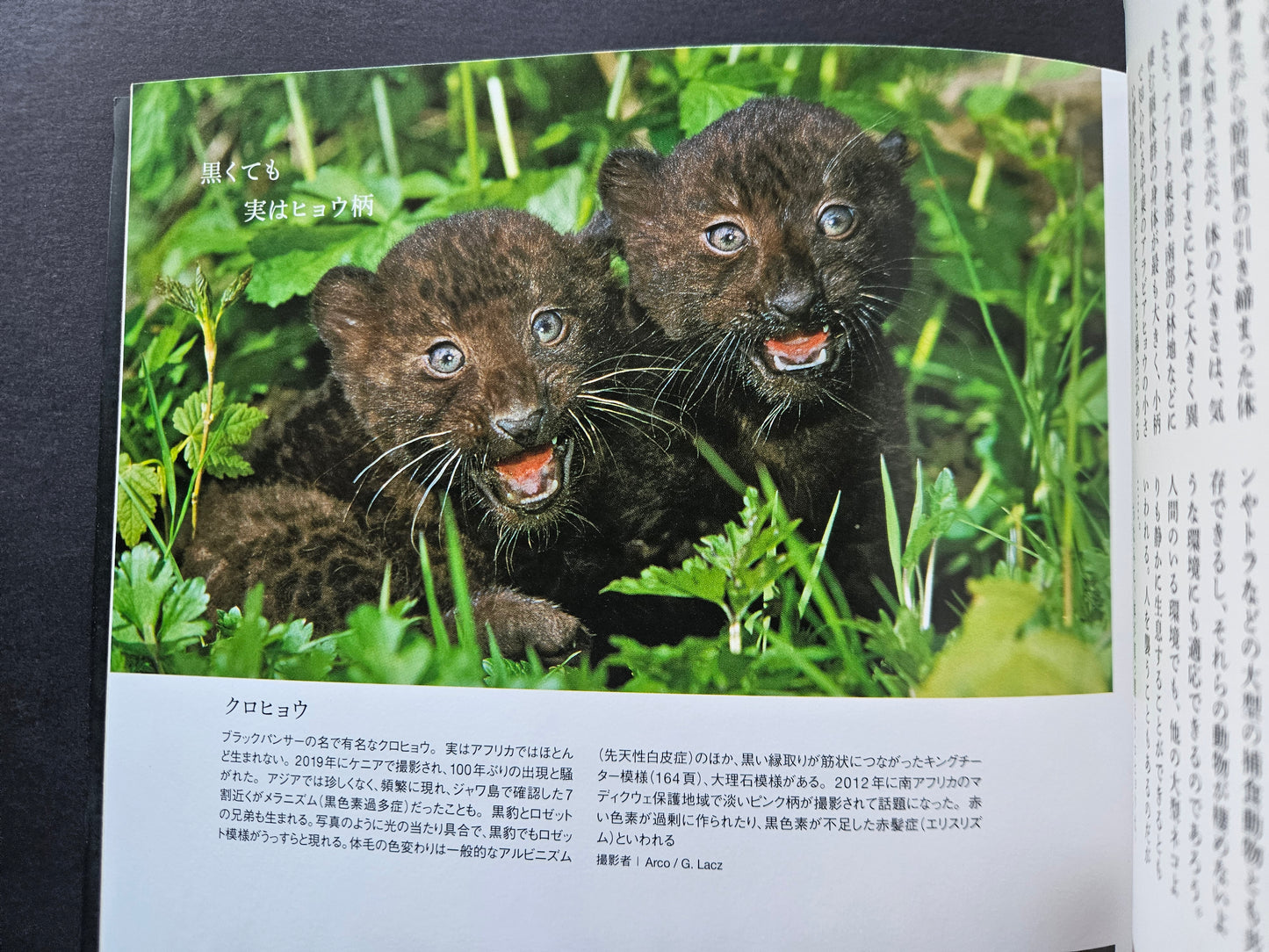 Seiichi Sawai & Yuo Kondo - House Cats and Wild Cats of the World (2019)