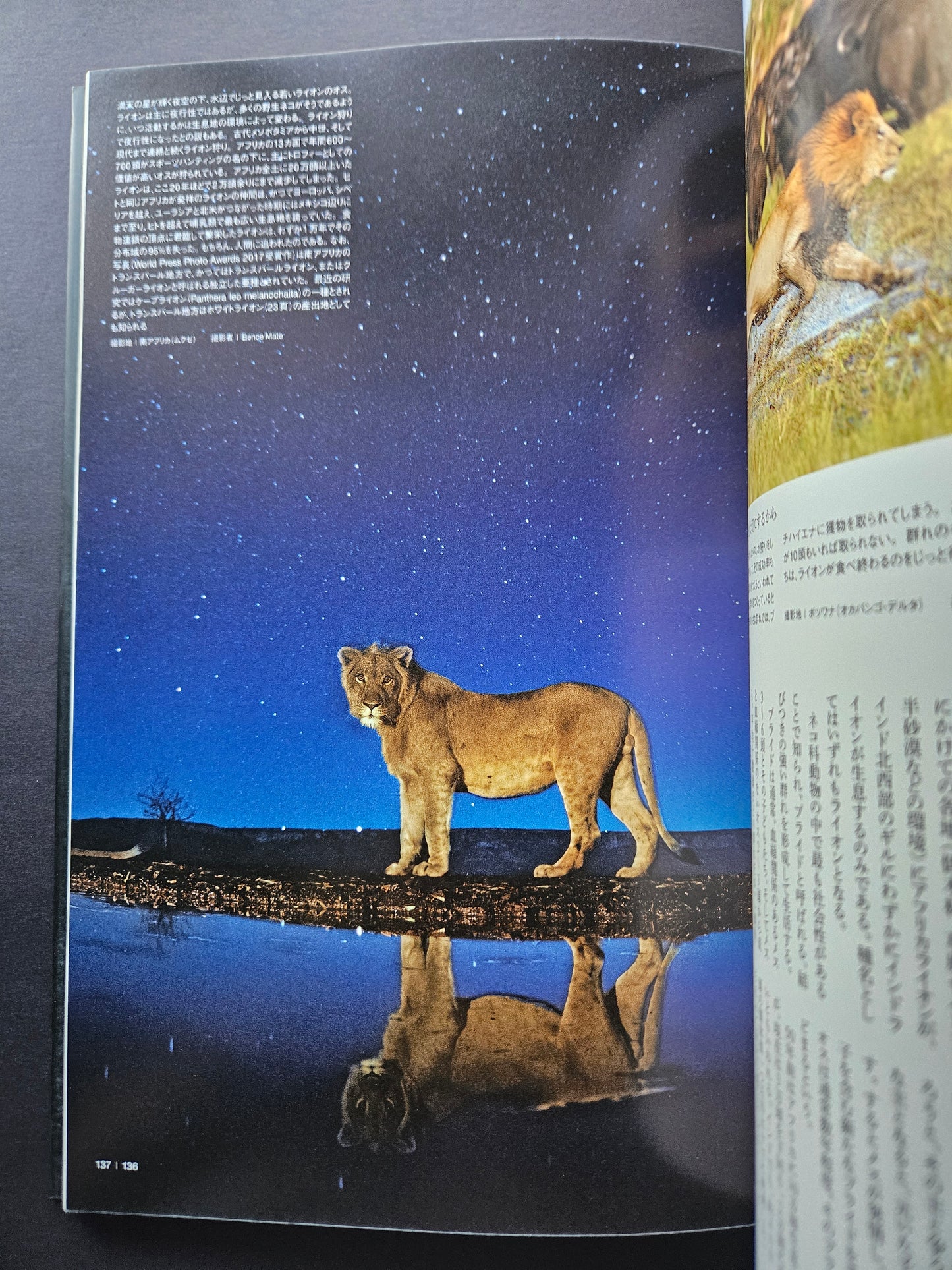 Seiichi Sawai & Yuo Kondo - House Cats and Wild Cats of the World (2019)