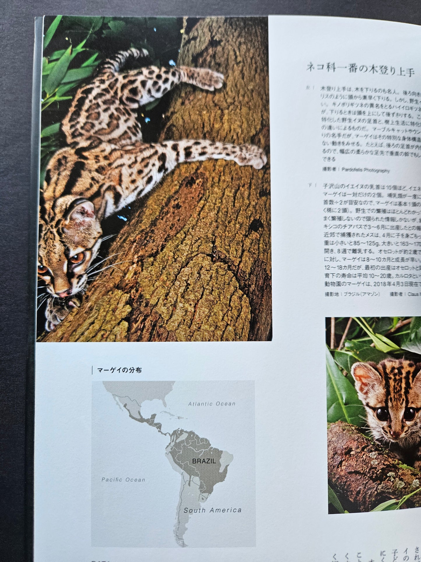 Seiichi Sawai & Yuo Kondo - House Cats and Wild Cats of the World (2019)