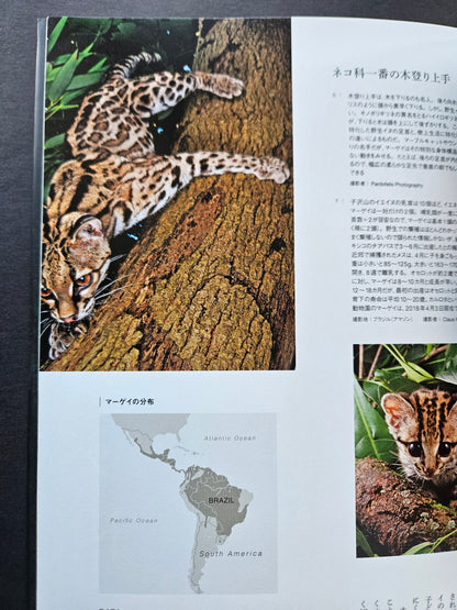 Seiichi Sawai & Yuo Kondo - House Cats and Wild Cats of the World (2019)