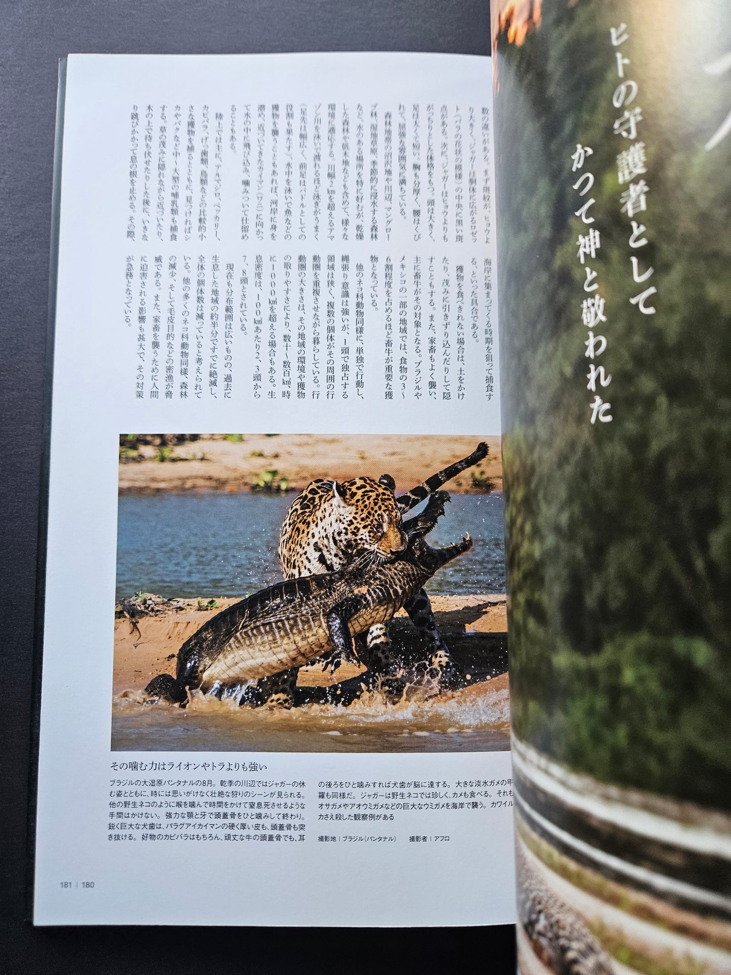 Seiichi Sawai & Yuo Kondo - House Cats and Wild Cats of the World (2019)