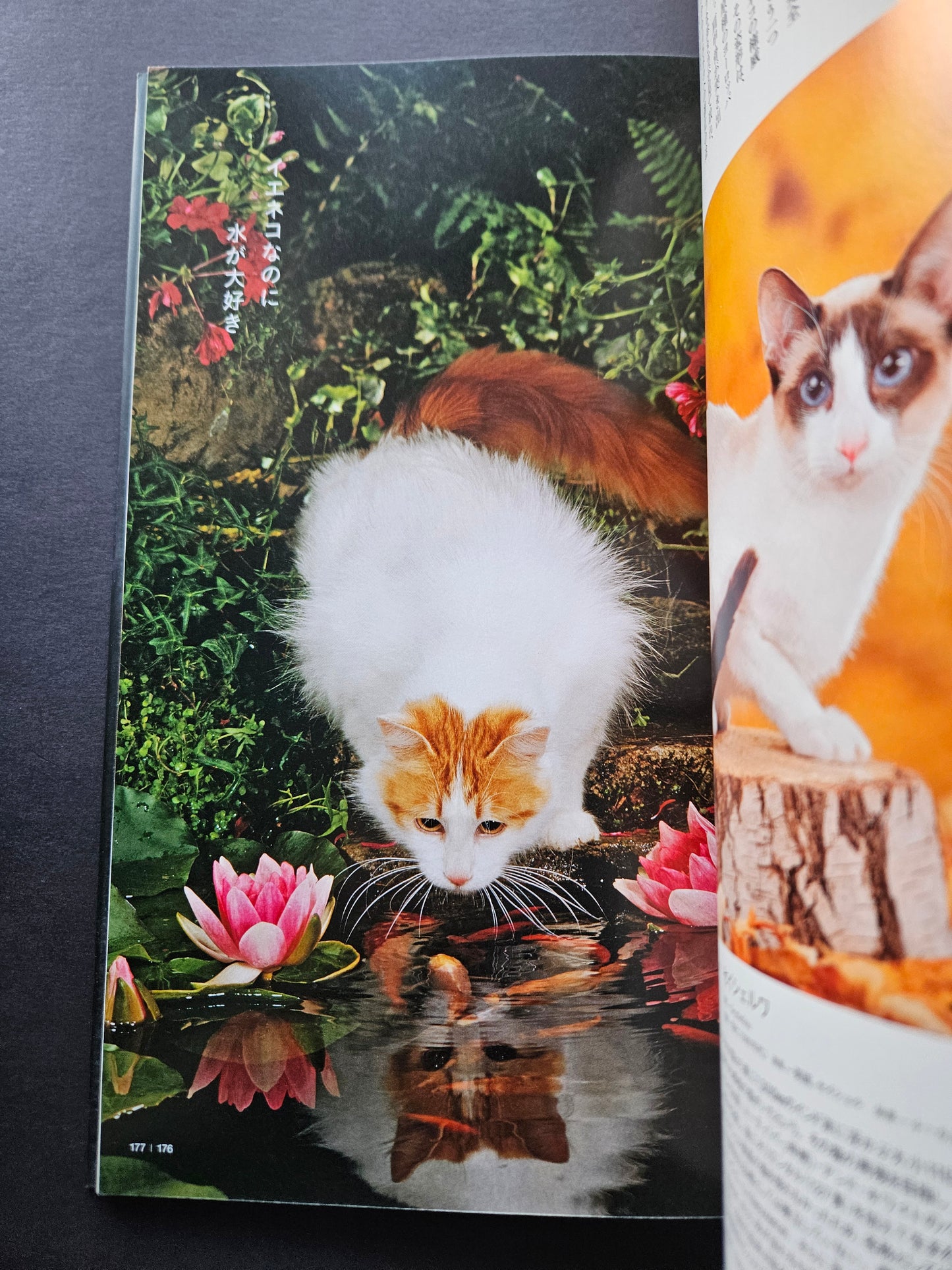 Seiichi Sawai & Yuo Kondo - House Cats and Wild Cats of the World (2019)