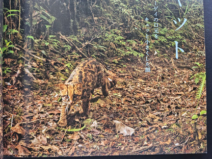 Seiichi Sawai & Yuo Kondo - House Cats and Wild Cats of the World (2019)