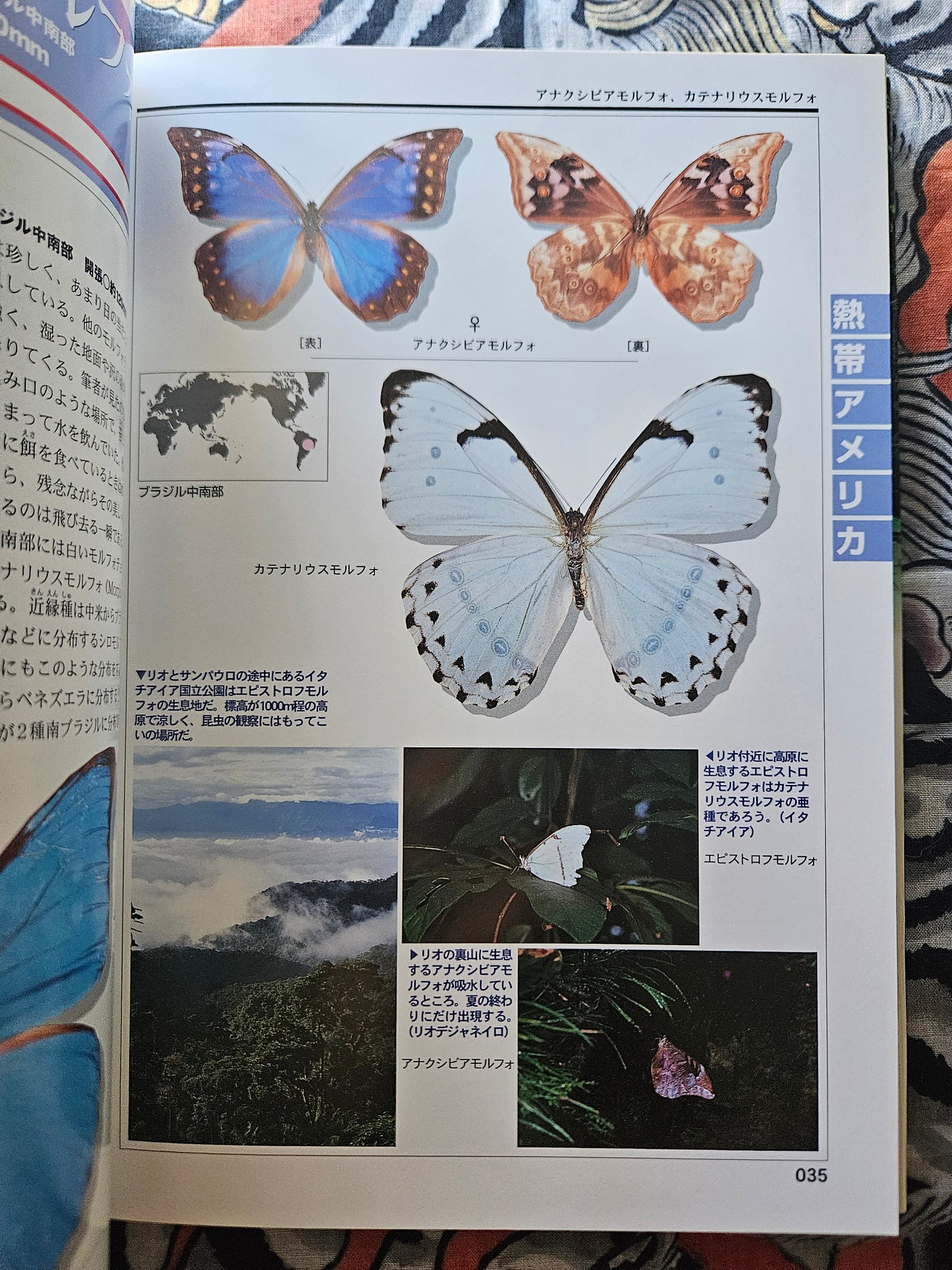 World Rare Butterflies Illustrated Guide: Tropical Rainforest Edition (2001)