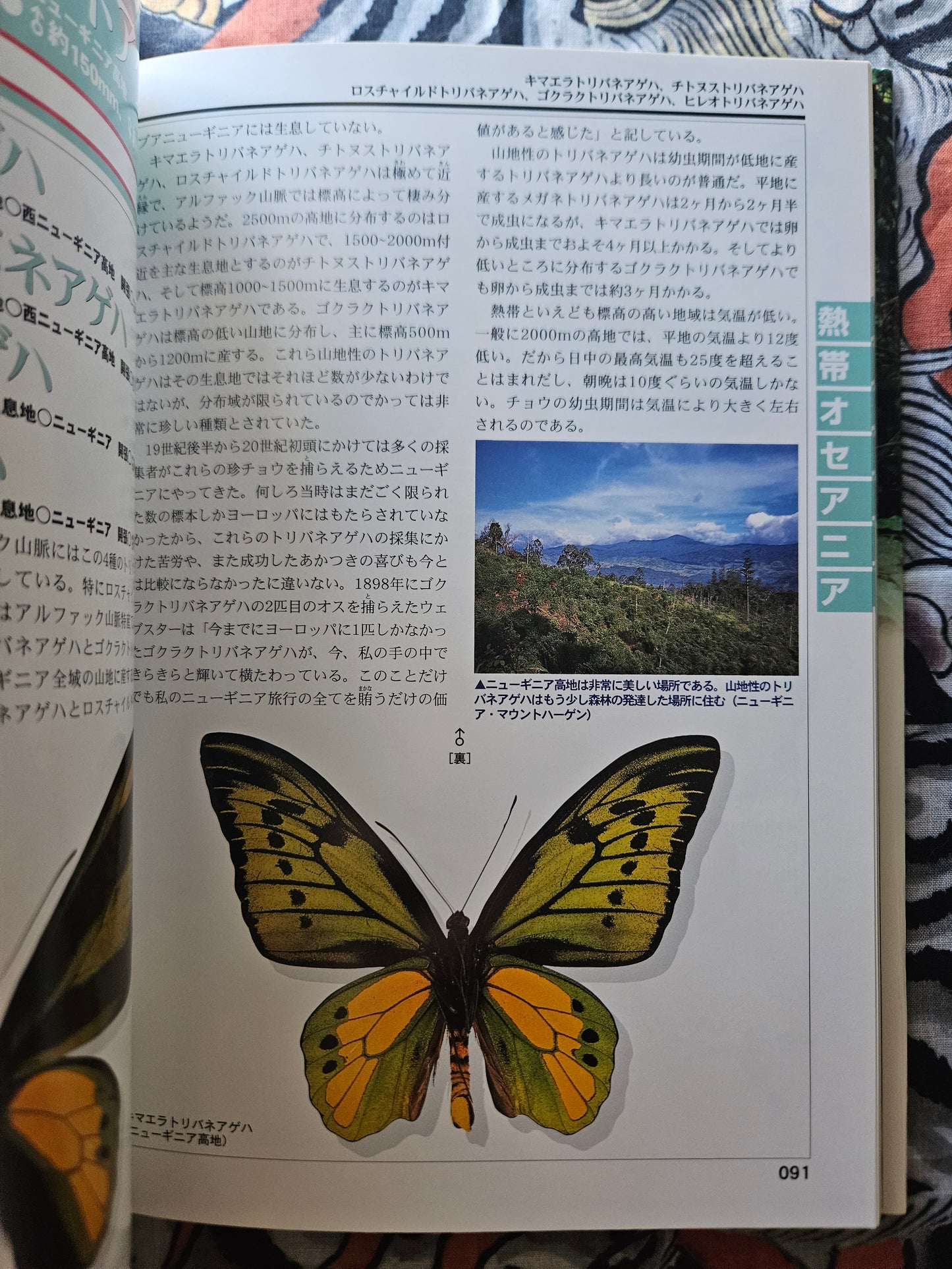 World Rare Butterflies Illustrated Guide: Tropical Rainforest Edition (2001)