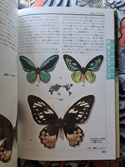 World Rare Butterflies Illustrated Guide: Tropical Rainforest Edition (2001)