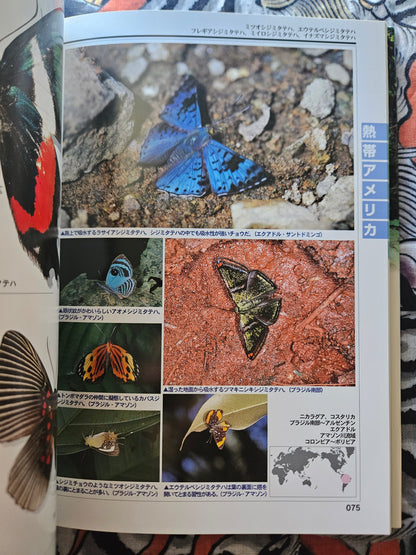 World Rare Butterflies Illustrated Guide: Tropical Rainforest Edition (2001)