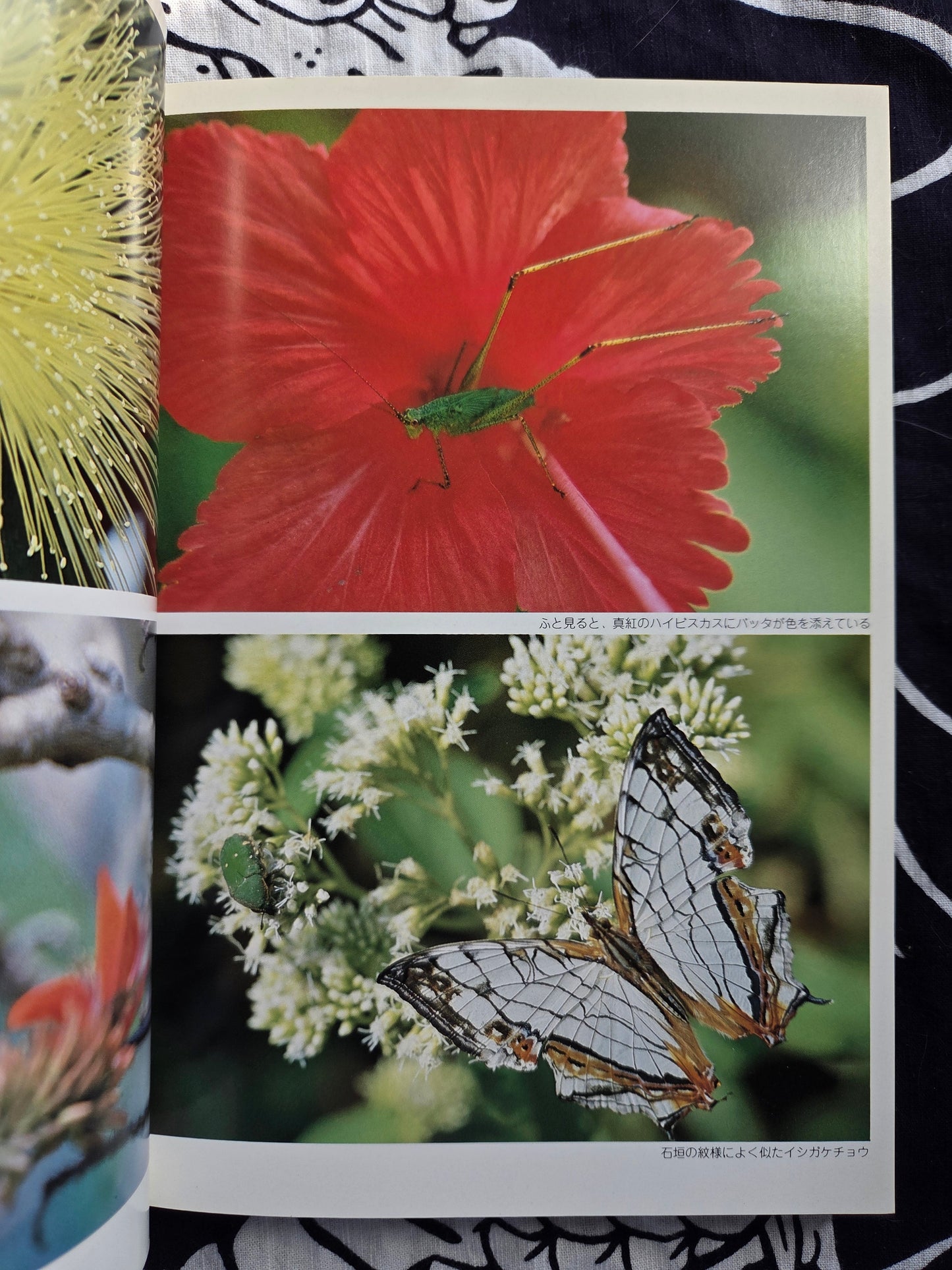 Primary Color Paradise - Iriomote Island (2002)