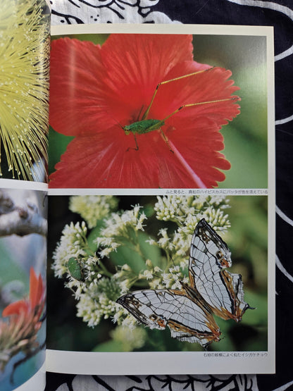 Primary Color Paradise - Iriomote Island (2002)
