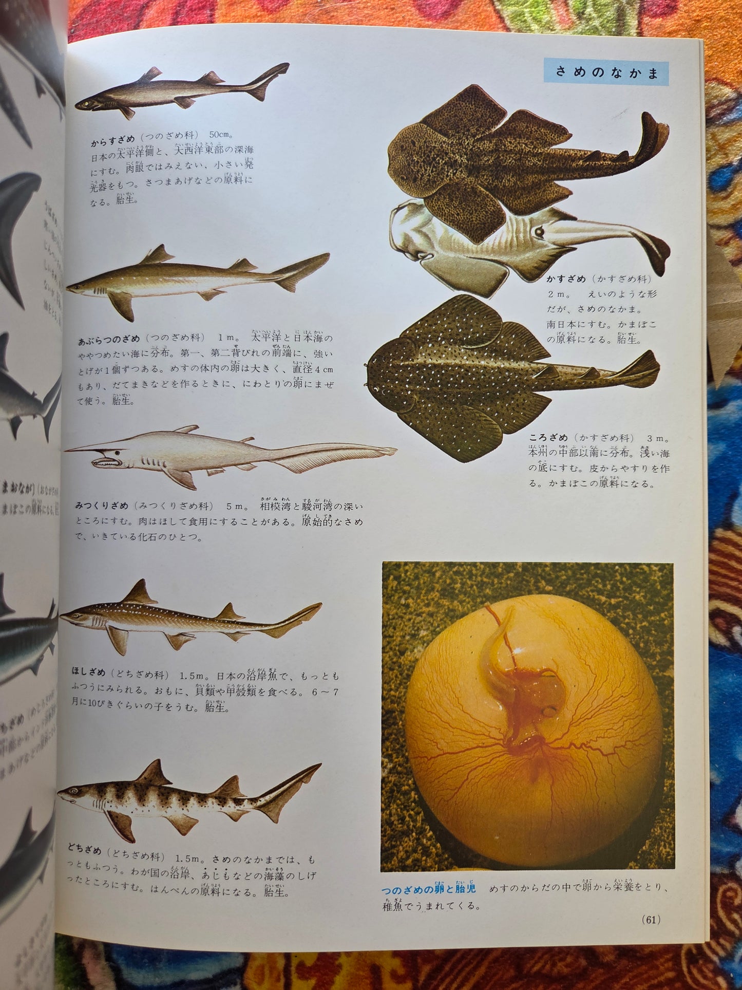 Illustrated Encyclopedia Of Fish And Shellfish (1978)