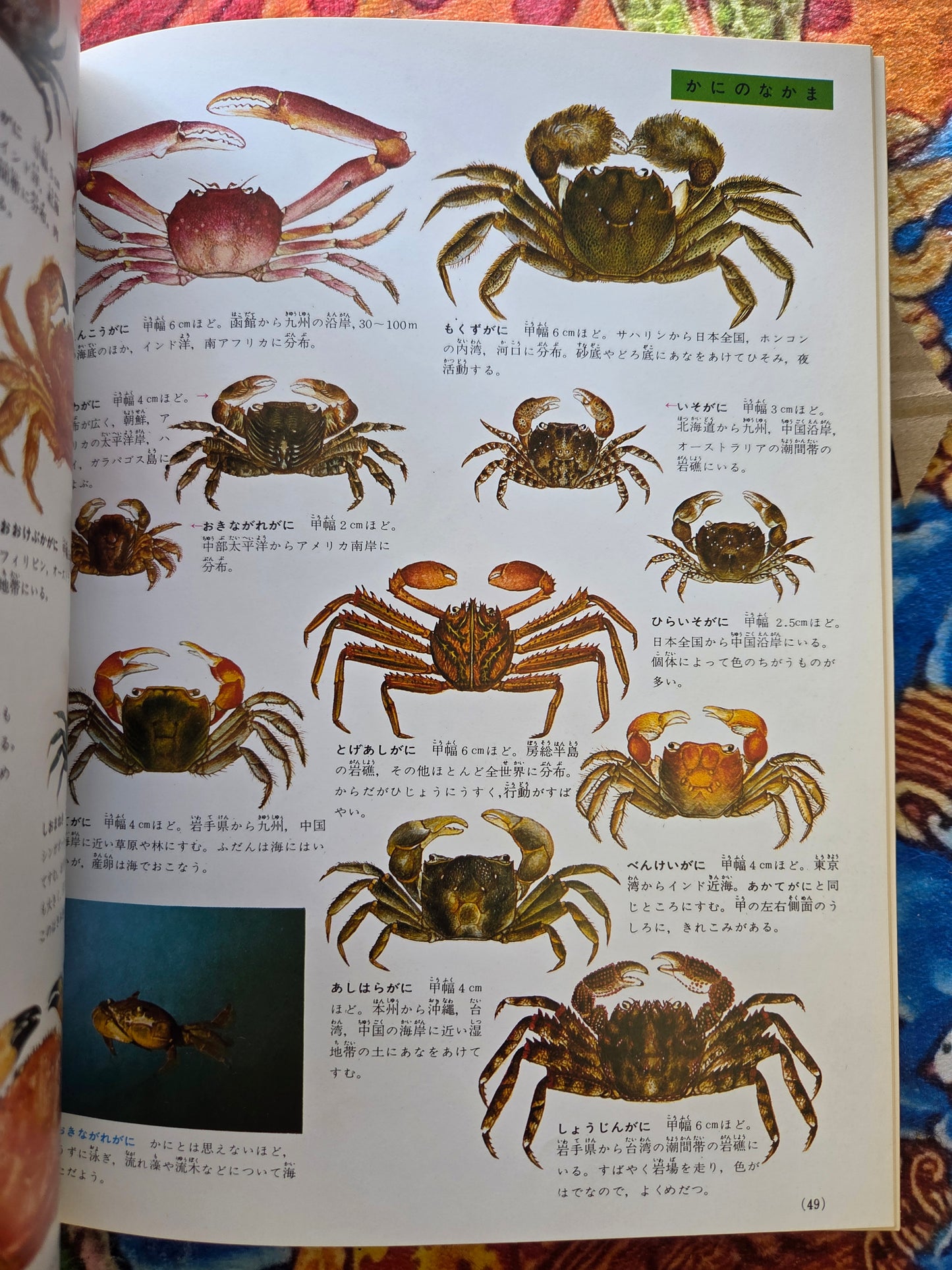 Illustrated Encyclopedia Of Fish And Shellfish (1978)