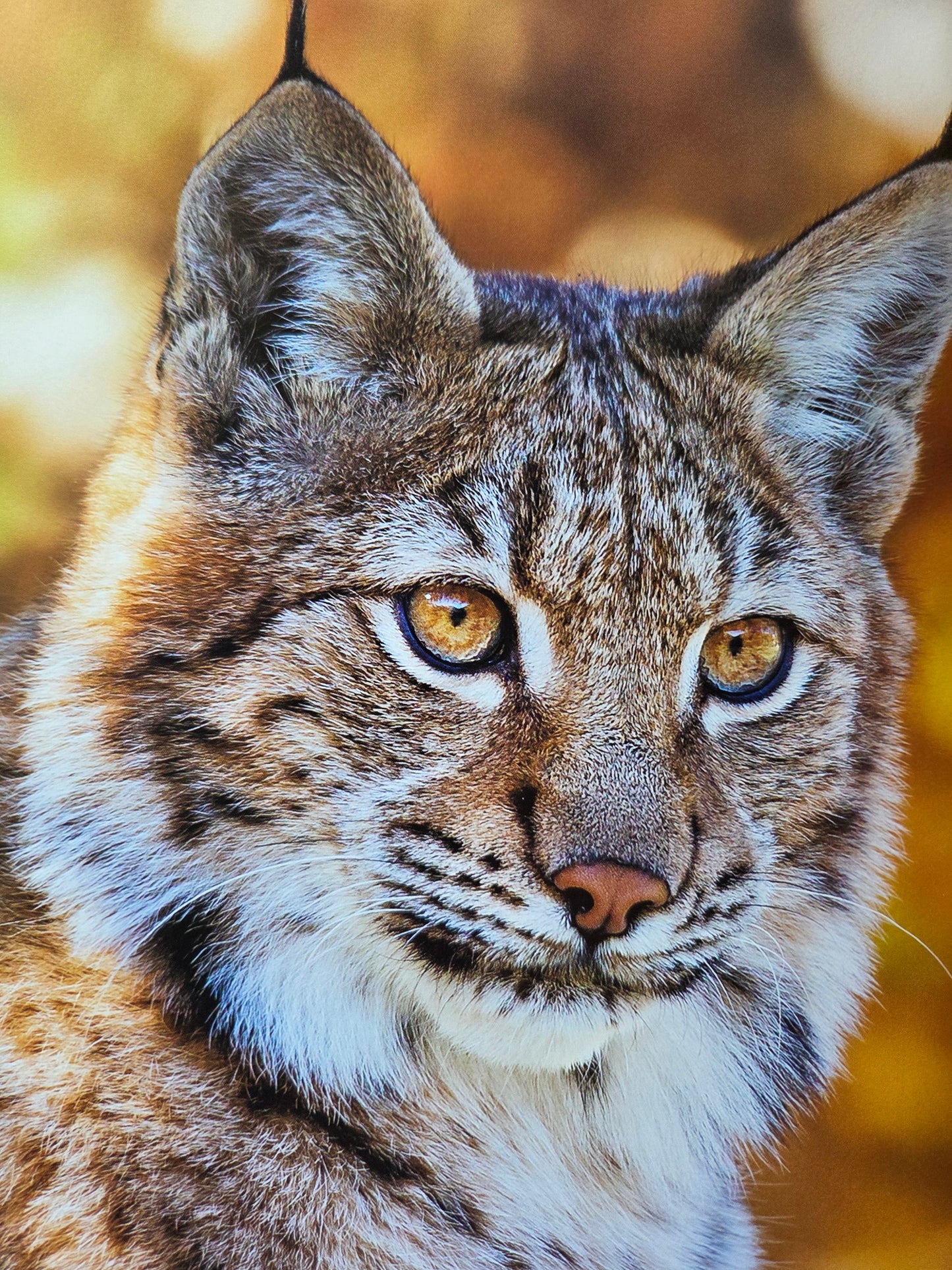 Seiichi Sawai & Yuo Kondo - House Cats and Wild Cats of the World (2019)