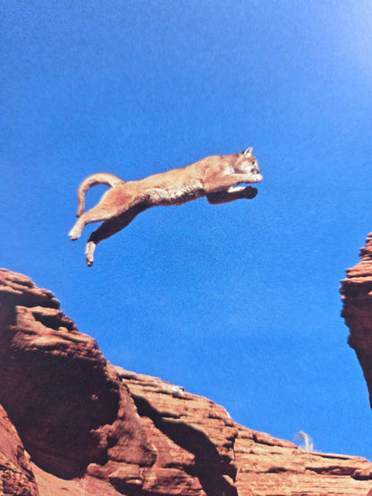 Seiichi Sawai & Yuo Kondo - House Cats and Wild Cats of the World (2019)