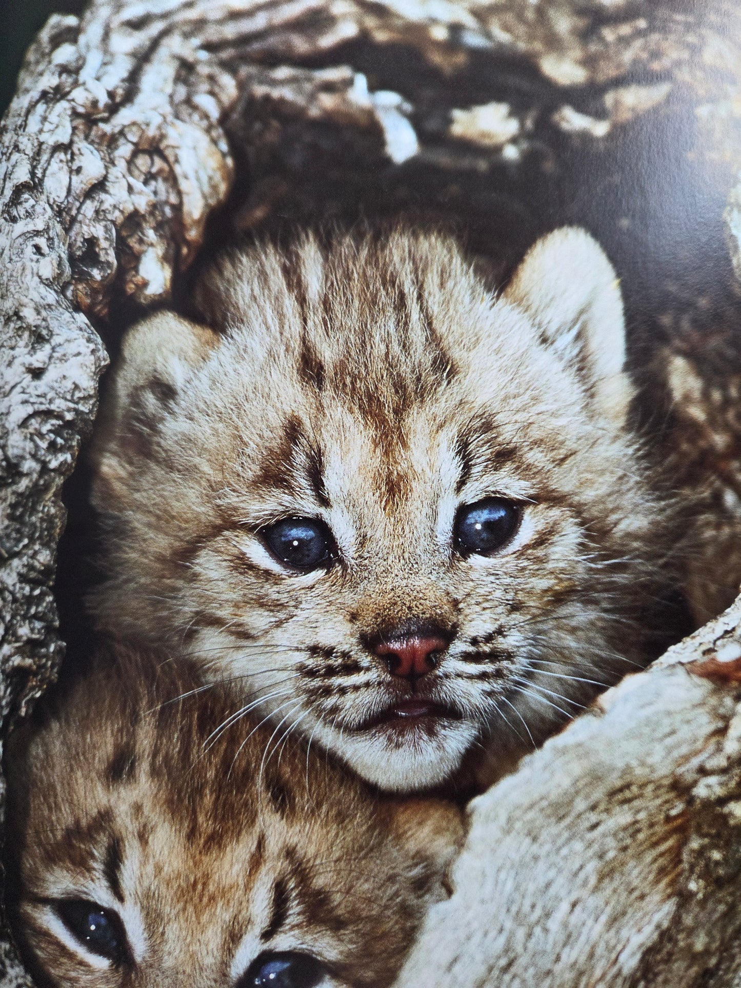 Seiichi Sawai & Yuo Kondo - House Cats and Wild Cats of the World (2019)