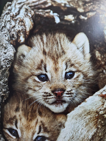Seiichi Sawai & Yuo Kondo - House Cats and Wild Cats of the World (2019)