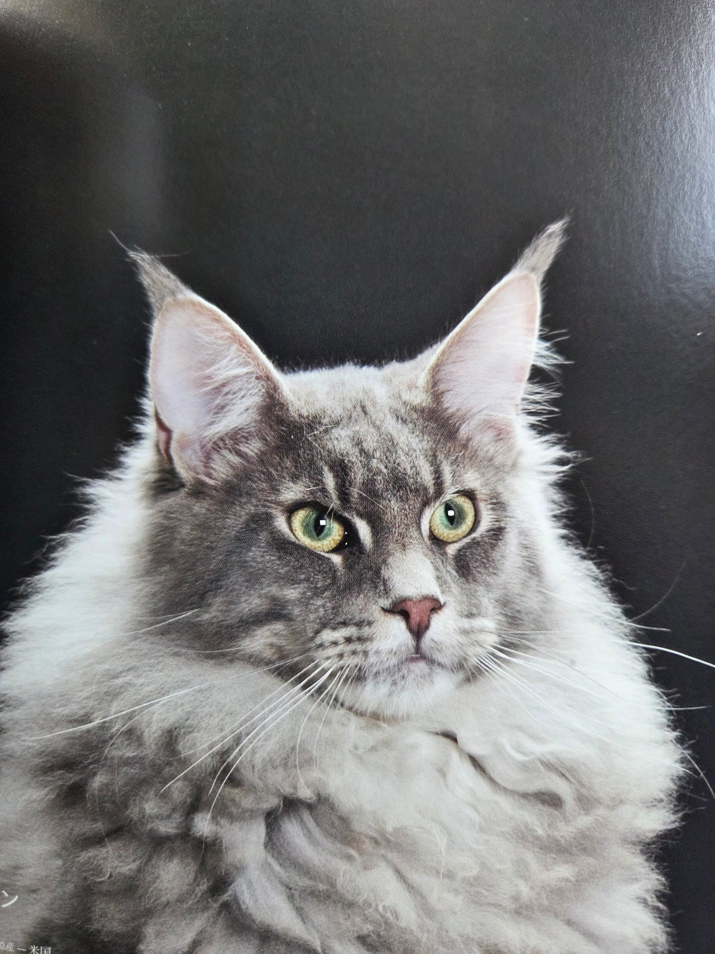 Seiichi Sawai & Yuo Kondo - House Cats and Wild Cats of the World (2019)