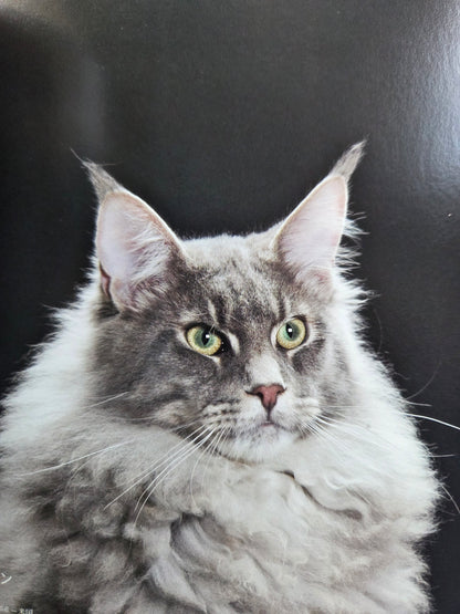 Seiichi Sawai & Yuo Kondo - House Cats and Wild Cats of the World (2019)