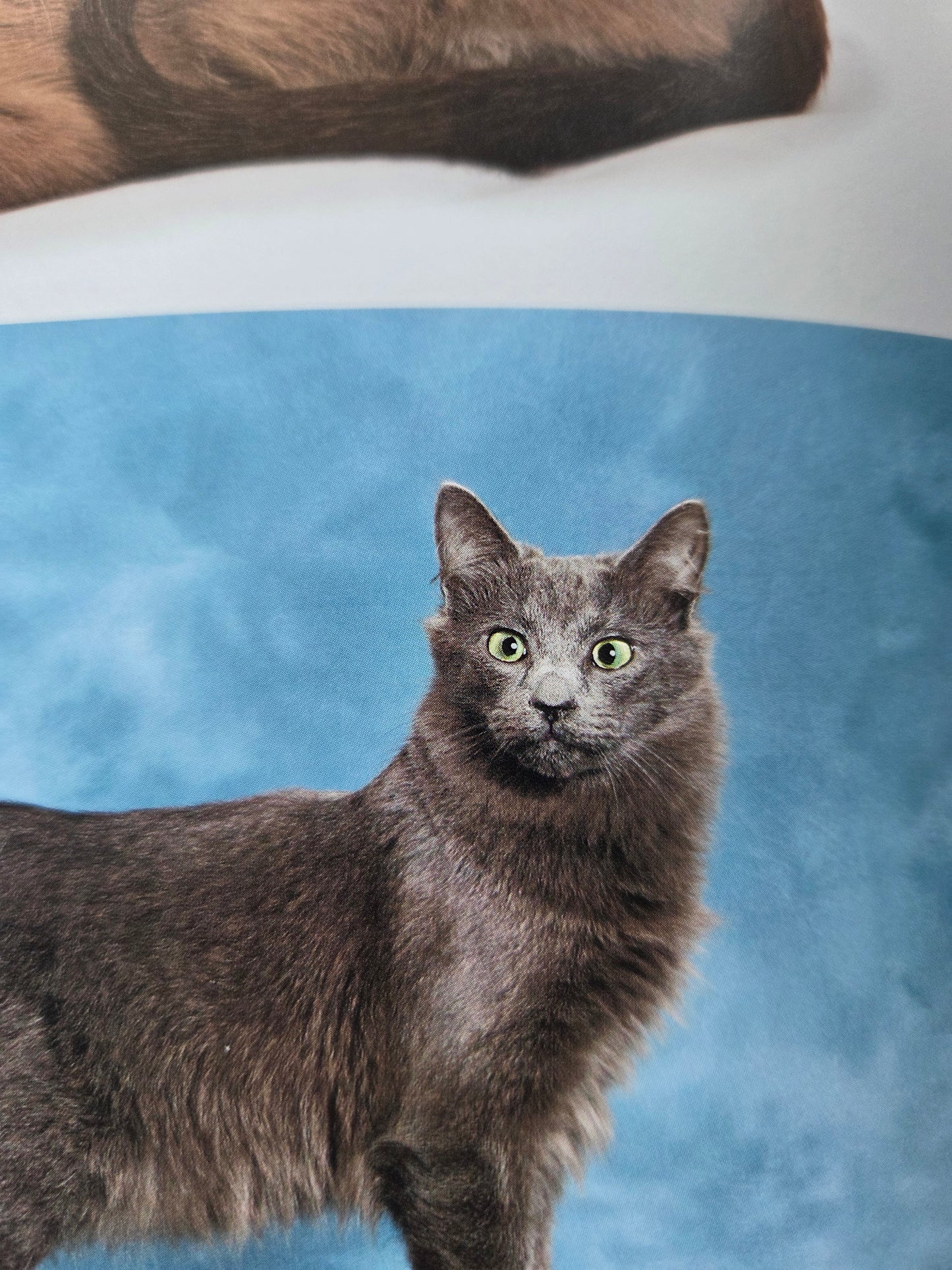 Seiichi Sawai & Yuo Kondo - House Cats and Wild Cats of the World (2019)