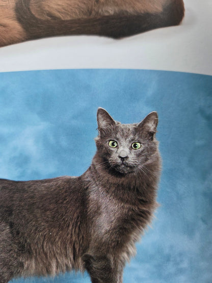 Seiichi Sawai & Yuo Kondo - House Cats and Wild Cats of the World (2019)