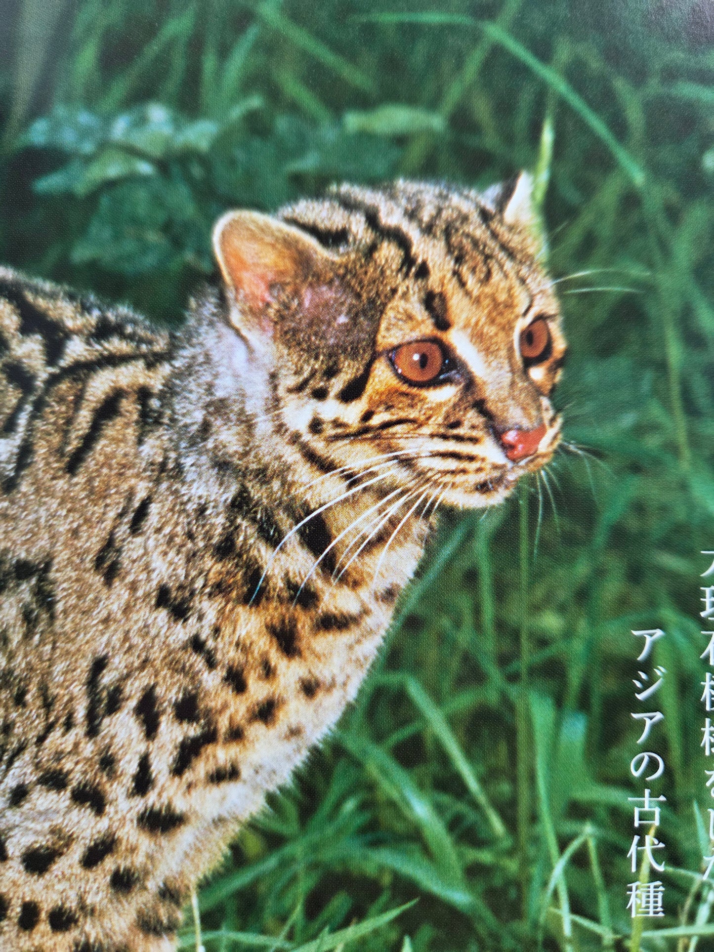 Seiichi Sawai & Yuo Kondo - House Cats and Wild Cats of the World (2019)
