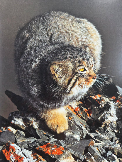Seiichi Sawai & Yuo Kondo - House Cats and Wild Cats of the World (2019)
