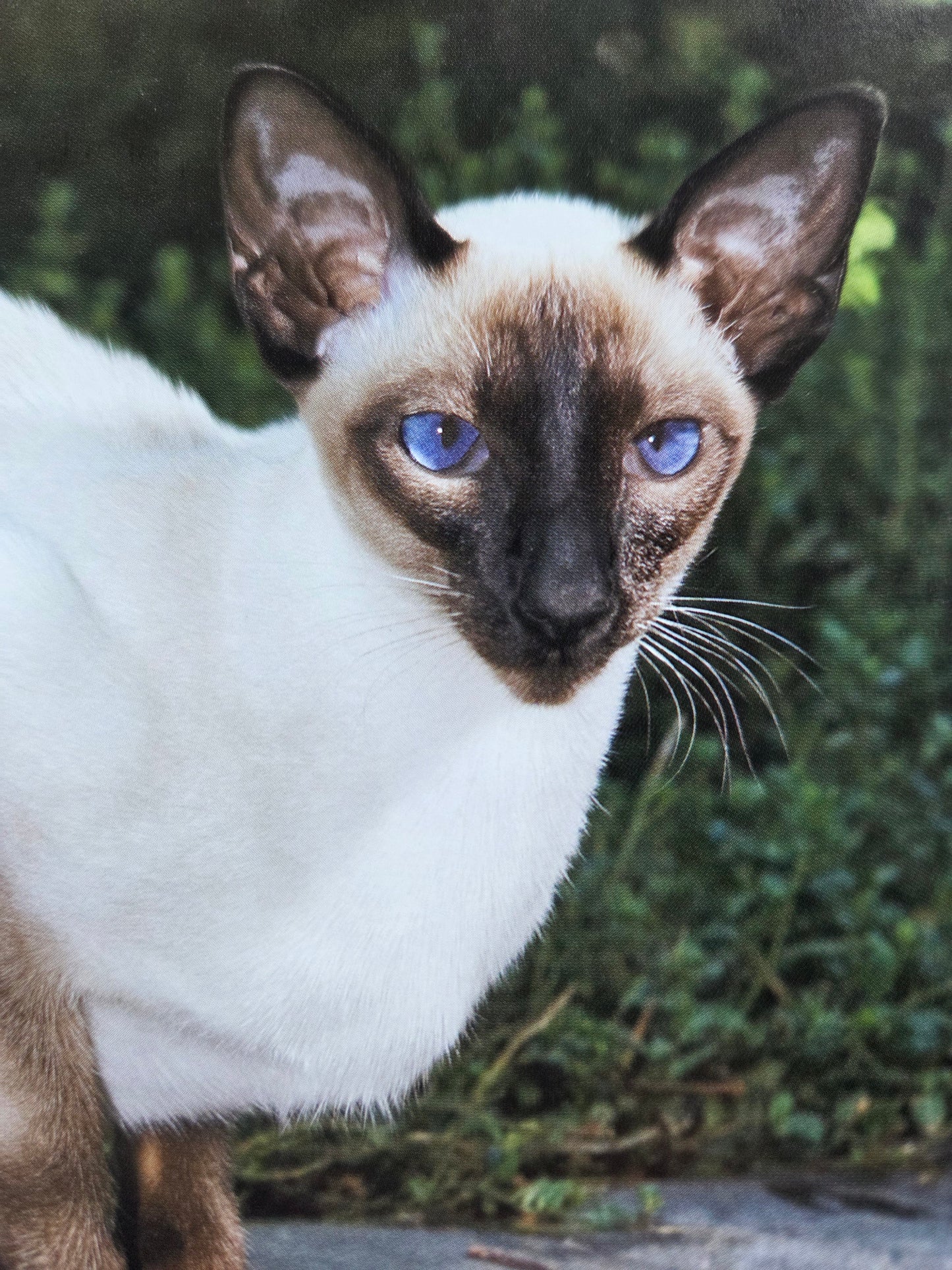 Seiichi Sawai & Yuo Kondo - House Cats and Wild Cats of the World (2019)