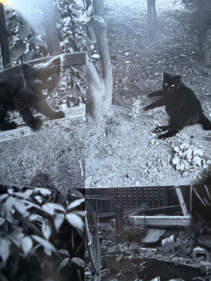 Chrio, Araki & Two Lovers - Nobuyoshi Araki (1996)