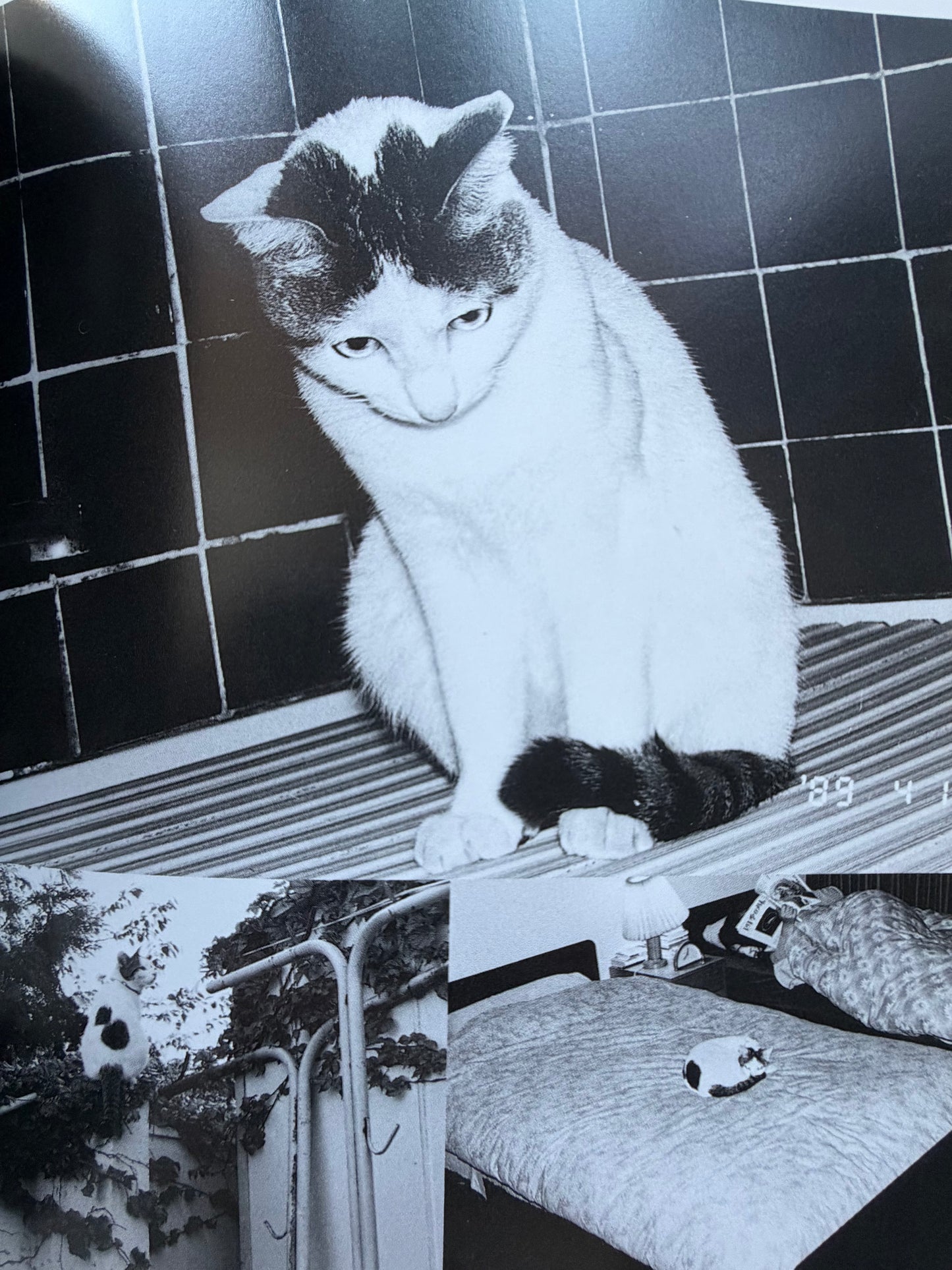 Chrio, Araki & Two Lovers - Nobuyoshi Araki (1996)